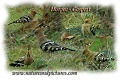 hoopoe, hoopoes, bird-2